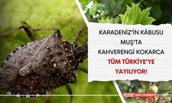 Karadeniz’in Kâbusu Muş’ta: Kahverengi Kokarca Tüm Türkiye’ye Yayılıyor!