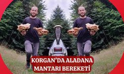 Korgan'da Aladana Mantarı Bereketi