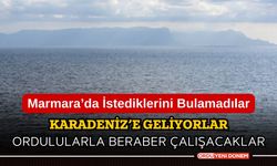 Marmara'da İstediklerini Bulamadılar! Karadeniz'e Geliyorlar! Ordulularla Beraber Çalışacaklar