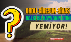 Ordu-Giresun-Sivas halkı bu hayvanın etini yemiyor! Sebebini Duyanlar çok şaşırıyor!