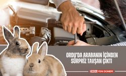 Ordu’da Arabanın İçinden Sürpriz Tavşan Çıktı