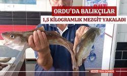 Ordu’da balıkçılar 1,5 kilogramlık mezgit yakaladı