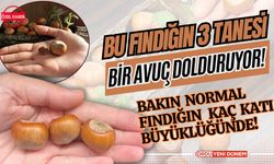 Ordu'da Ceviz Büyüklüğündeki ‘Fındık’ Şaşırtıyor! Bu Fındıkların 3 Tanesi Bir Avuç Dolduruyor!