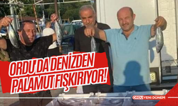 Ordu'da Denizden Palamut Fışkırıyor!