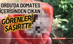 Ordu’da Domates İçerisinden Çıkan Görenleri Şaşırttı!