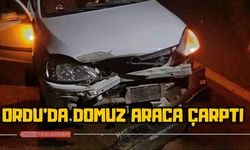 Ordu’da Domuz Araca Çarptı