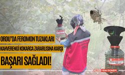 Ordu’da Feromon Tuzakları Kahverengi Kokarca Zararlısına Karşı Başarı Sağladı!