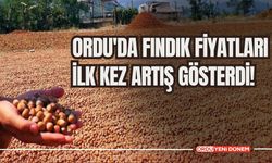 Ordu'da Fındık Fiyatları İlk Kez Artış Gösterdi! Günlük Fiyatlar ve Yeni Rakamlar!