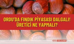 Ordu’da Fındık Piyasası Dalgalı! Üretici Ne Yapmalı?