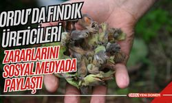 Ordu’da Fındık Üreticileri Zararlarını Sosyal Medyada Paylaştı