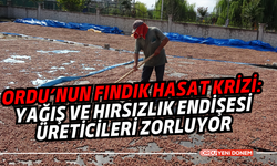 Ordu’nun Fındık Hasat Krizi: Yağış ve Hırsızlık Endişesi Üreticileri Zorluyor