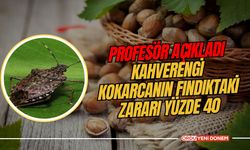 Profesör açıkladı: "Kahverengi kokarcanın fındıktaki zararı yüzde 40”