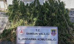 Samsun’da jandarma 728 kök kenevir bitkisi ele geçirdi