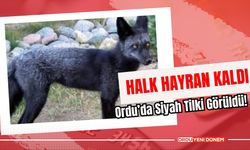 Ordu’da Siyah Tilki Görüldü! Halk Hayran Kaldı