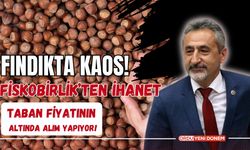 Fındıkta Kaos! Fiskobirlik’ten İhanet: Taban Fiyatının Altında Alım Yapıyor!