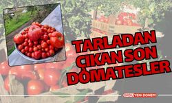 Tarladan Çıkan Son Domatesler