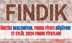 Üretici beklemiyor, fındık fiyatı düşüyor! 17 Eylül 2024 fındık fiyatları