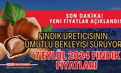 Fındık Üreticisinin Umutlu Bekleyişi Sürüyor! 7 Eylül 2024 Fındık Fiyatları