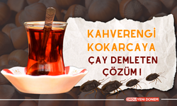 Kokarcaya Çay Demleten Çözüm Çay Sirkesi ile Mücadele