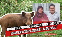 Ordu’da Fındık Bahçesinde Dehşet! Domuz Karı Kocaya Saldırdı! 1’i Ağır Yaralı