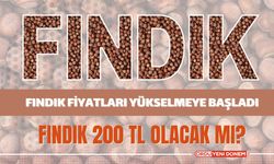 Fındık Fiyatları Yükselmeye Başladı! Fındık 200 TL Olacak Mı?