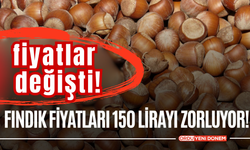 Fındık Fiyatları 150 TL’yi Zorluyor! İşte Güncel Fındık Fiyatları