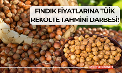 Fındık Fiyatlarına TÜİK Rekolte Tahmini Darbesi!