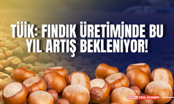 TÜİK: Fındık Üretiminde Bu Yıl Artış Bekleniyor