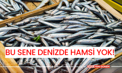 Bu Sene Denizde Hamsi Yok!