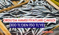 Ordu’da Hamsi Fiyatları Çakıldı: 300 TL’den 150 TL’ye!