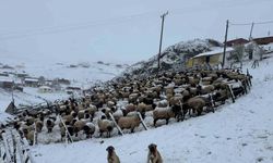 Kadırga Yaylası’na kar düştü, yaylacılar dönüşe geçti