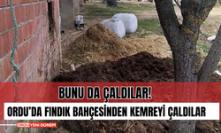 Bunu da Çaldılar! Ordu’da Fındık Bahçesinden Kemreyi Çaldılar