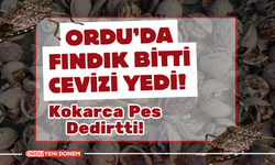 Ordu’da Fındık Bitti Cevizi Yedi! Kokarca Pes Dedirtti!