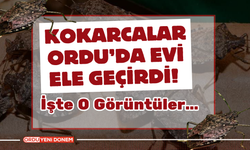 Kokarcalar Ordu’da Evi Ele Geçirdi!  İşte O Görüntüler…