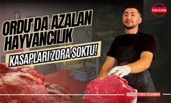 Ordu’da Azalan Hayvancılık Kasapları Zora Soktu!