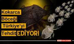 Kokarca Böceği Türkiye’yi Tehdit Ediyor!