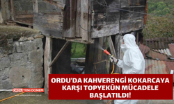 Ordu’da Kahverengi Kokarcaya Karşı Topyekûn Mücadele Başlatıldı!