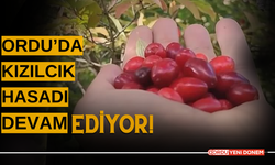 Ordu’da Kızılcık Hasadı Devam Ediyor! Sağlık Deposu Meyvenin Faydaları ve Kullanım Alanları Neler?