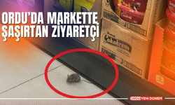 Ordu’da Markette Şaşırtan Ziyaretçi!