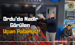 Ordu’da Nadir Görülen  Uçan Palamut! İşte O Görüntüler...