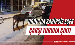 Ordu'da Sahipsiz Eşek Çarşı Turuna Çıktı