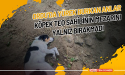 Ordu’da Yürek Burkan Anlar: Köpek Teo Sahibinin Mezarını Yalnız Bırakmadı