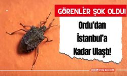 Ordu’dan İstanbul’a Kadar Ulaştı! Görenler Şok Oldu!