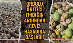 Ordulu Üretici Fındığın Ardından Ceviz Hasadına Başladı!