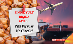 Fındık Yurt Dışına Açıldı! Peki Fiyatlar Ne Olacak?