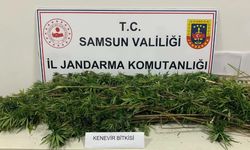 Samsun’da arazide ekili 304 kök kenevir ele geçirildi