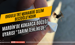 Ordulu TRT Muhabiri Selim Becioğlu'ndan Mardin'de Kokarca Böceği Uyarısı "Tarım Tehlikede!"