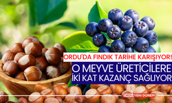 Ordu'da Fındık Tarihe Karışıyor! O Meyve Üreticilere İki Kat Kazanç Sağlıyor!