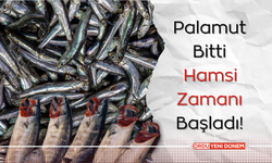 Palamut Bitti, Hamsi Zamanı Başladı!