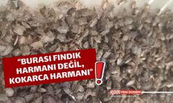 “Burası Fındık Harmanı Değil, Kokarca Harmanı” Görenler İnanamadı!